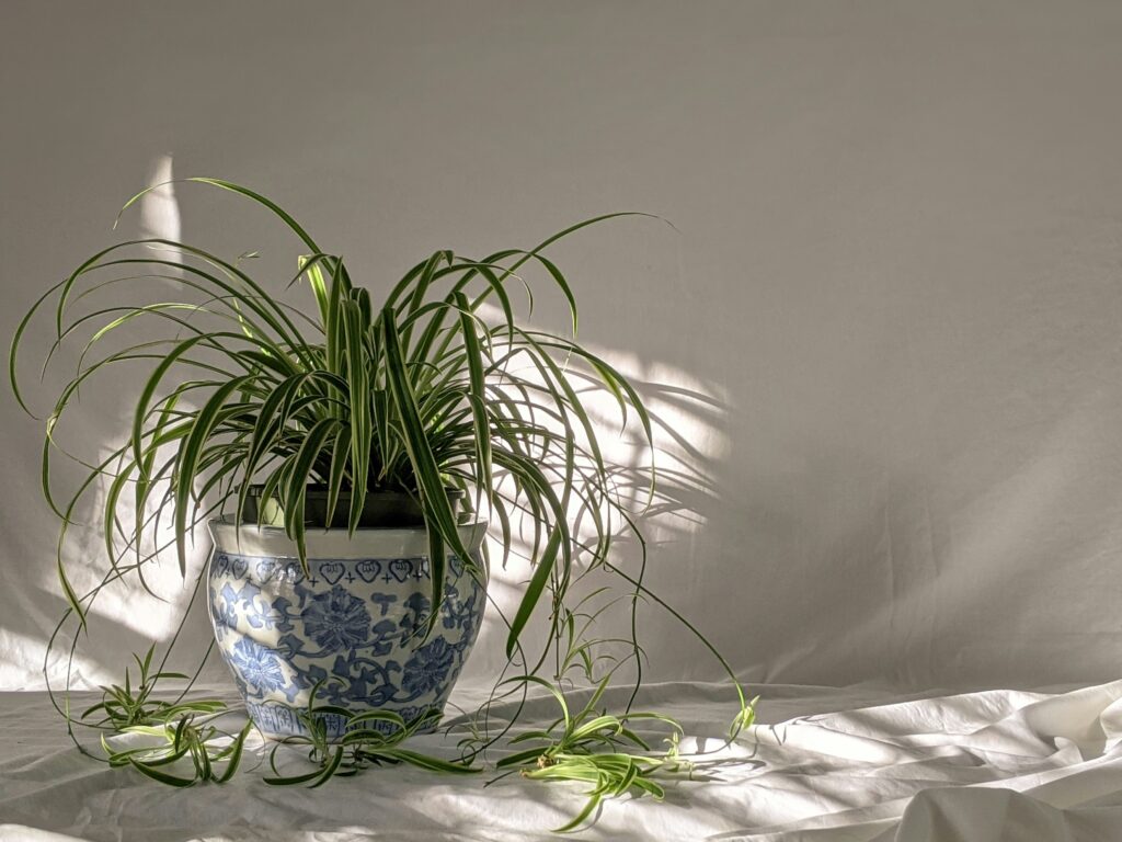 The classic Spider Plant (Chlorophytum comosum).