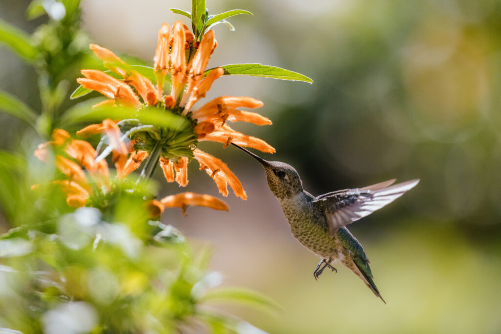 A sunbird, a key pollinator in India, drinking nectar from a Salvia flower in a pollinator-friendly garden.