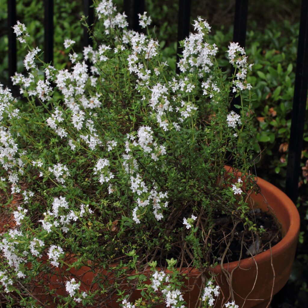 thyme