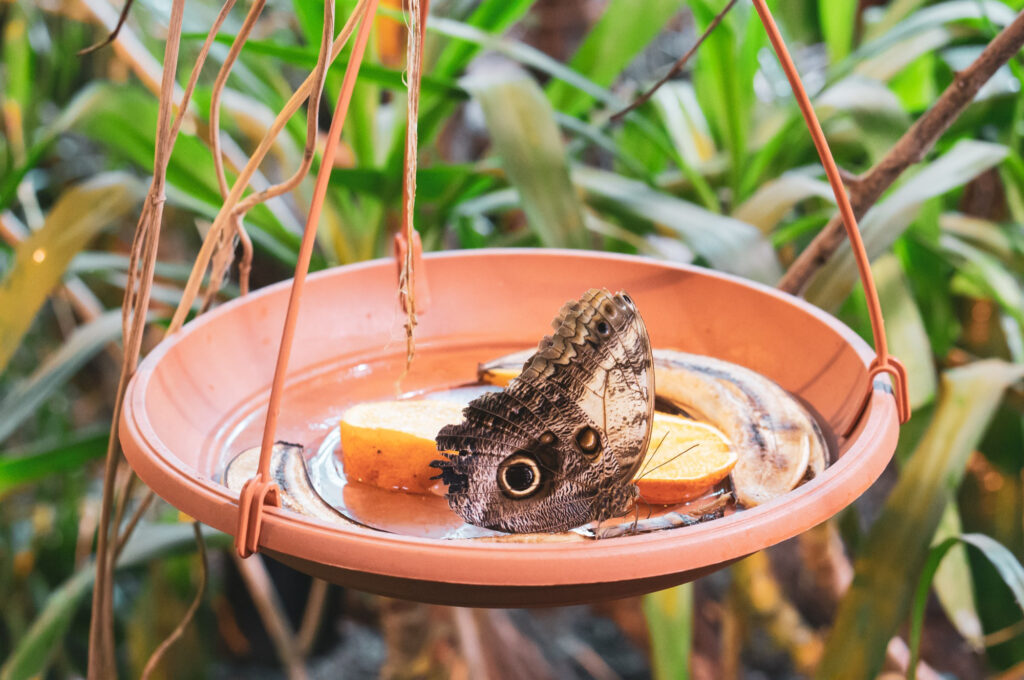 To make your pollinator guests feel truly welcome, they need a place to refresh and rest.
