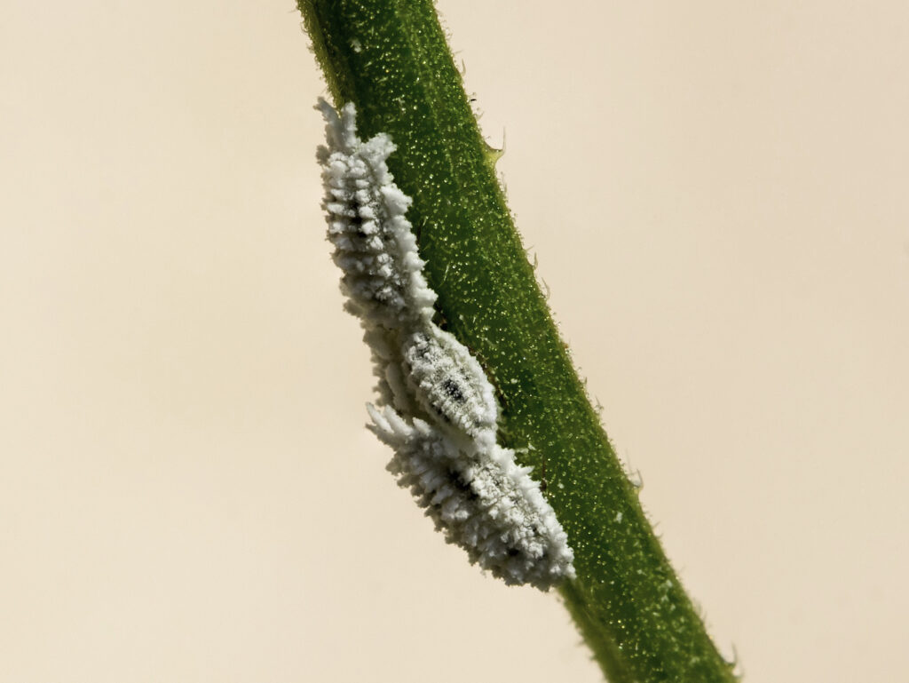 mealybugs on a stem