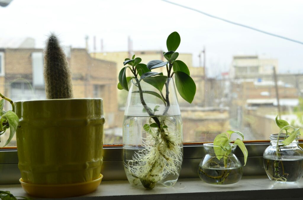 a clear glass jar on a windowsill filled with water and several green plant stem cuttings showing visible white roots, demonstrating plant propagation.