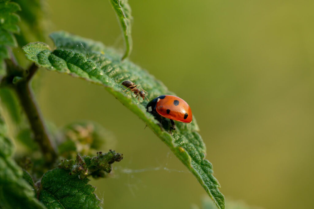 natural pest control with beneficial insects