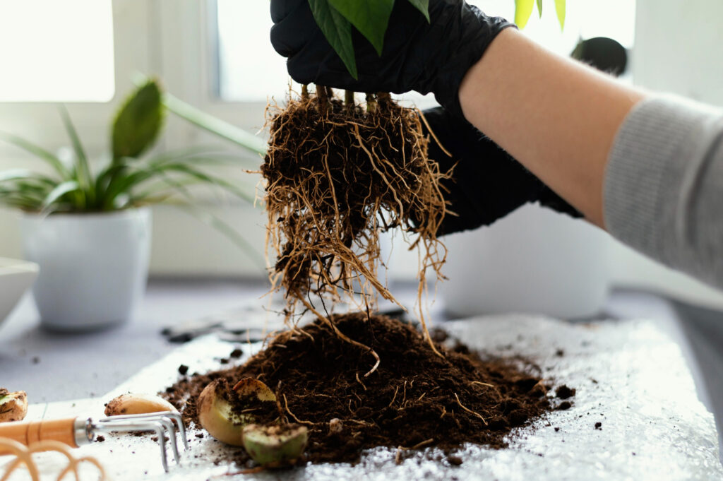 Hands dividing the root ball of a clumping Plant into smaller sections for propagating plants.