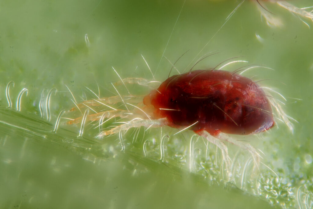 spider mite on a plant