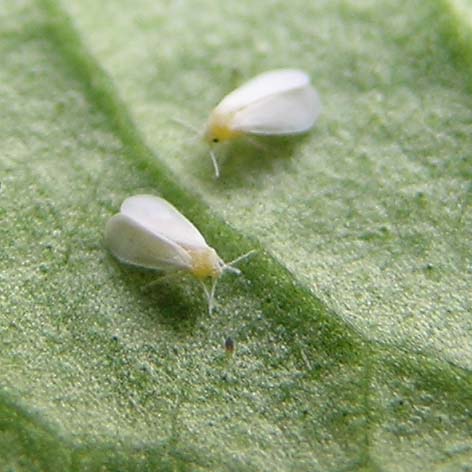 white fly on a plant
