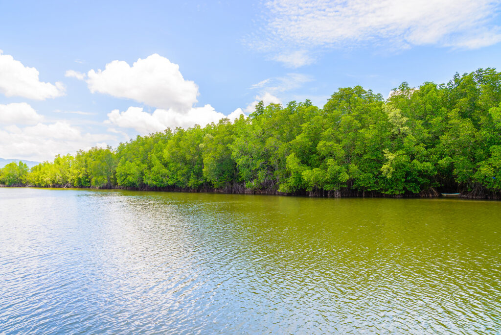 Mangroves Coastal Protection