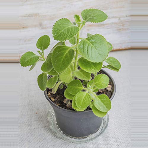 ajwain plant