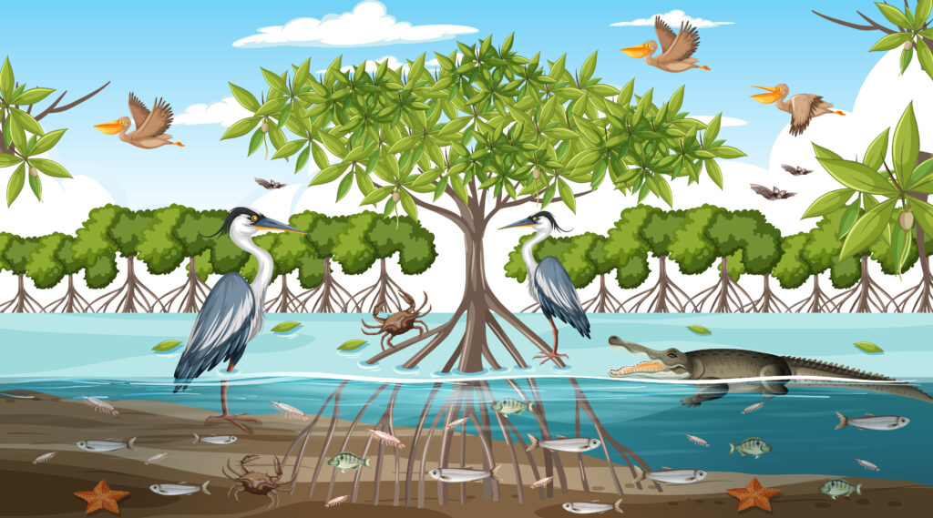 science of mangrove coastal protection