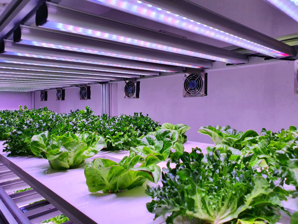 hydroponic system, an emerging  modern home gardening tech