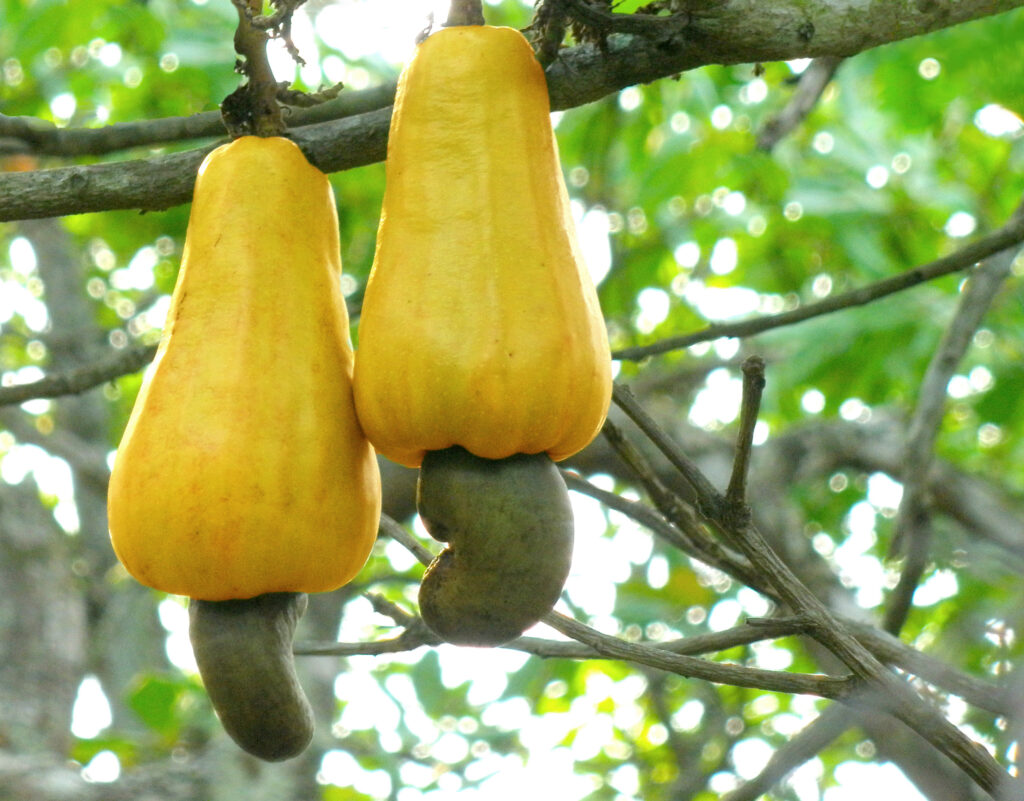 cashew apple
