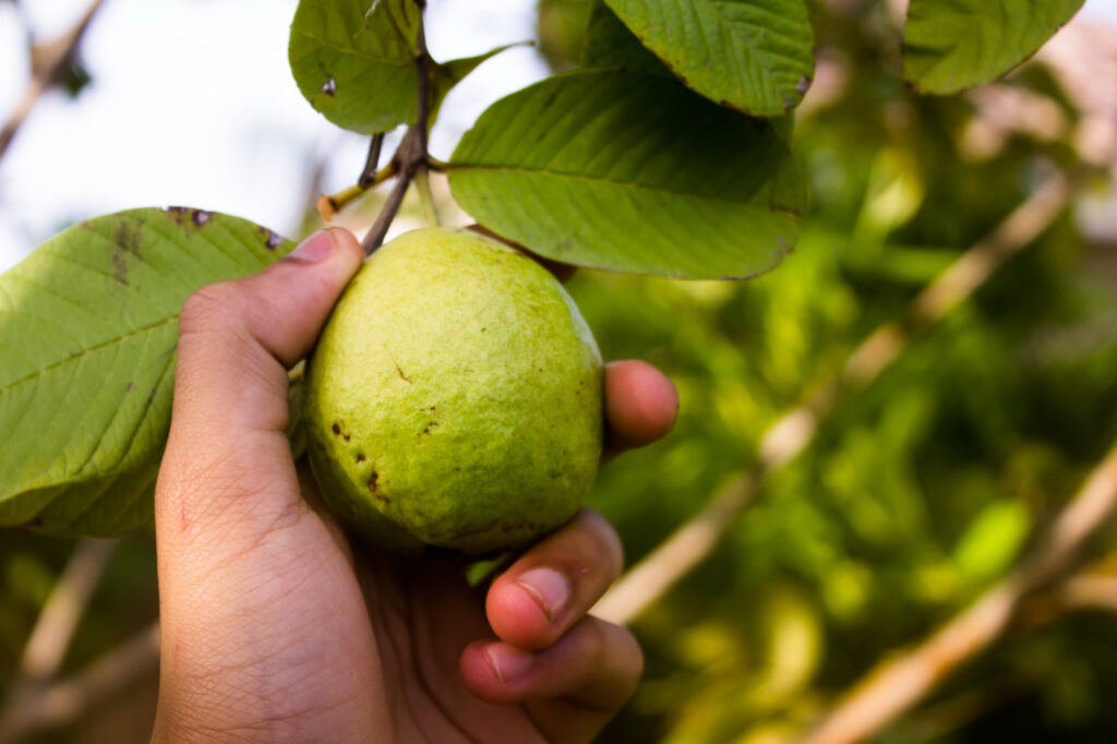guava(peru)