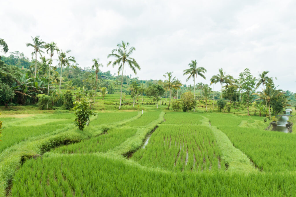 traditional farming