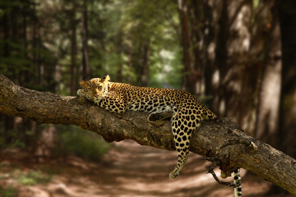 western ghat biodiversity